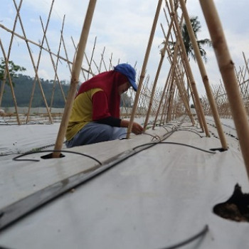 Penanaman Melon Menggunakan Sistem Gigi Walang