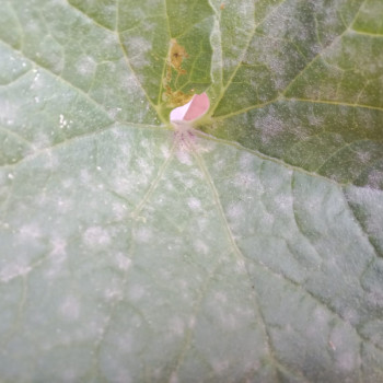 CARA MENCEGAH SERANGAN EMBUN TEPUNG PADA TANAMAN MELON VERSI