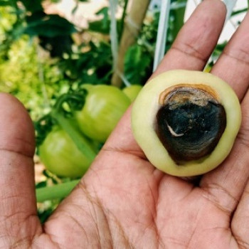 Penyebab Penyakit Busuk Pantat (Bloosom End Root) Pada Tanam