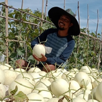 Tips Membuat Bibit Melon Pendekar (pendek dan kekar)  Versi 