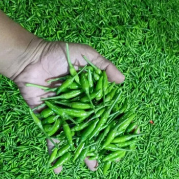 MEROKETNYA HARGA CABE, UNTUNGKAN SISWA PKL SMK NU 03 BONDOWO