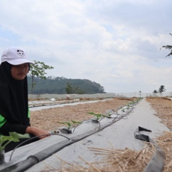 Cara Perawatan Semangka Varietas Queenlet Usia 10 SHT