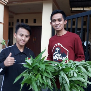 Segudang Manfaat dari Tanaman Kangkung 