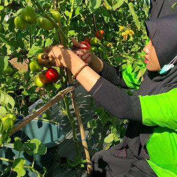 TIPS MENANAM TOMAT DI MUSIM PENGHUJAN